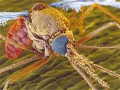 Malárii penáejí samiky komára druhu Anopheles.