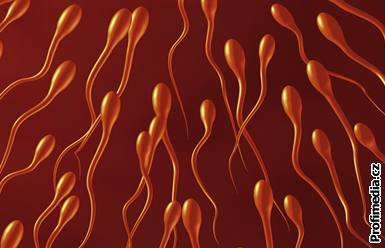Spermie - ilustrace