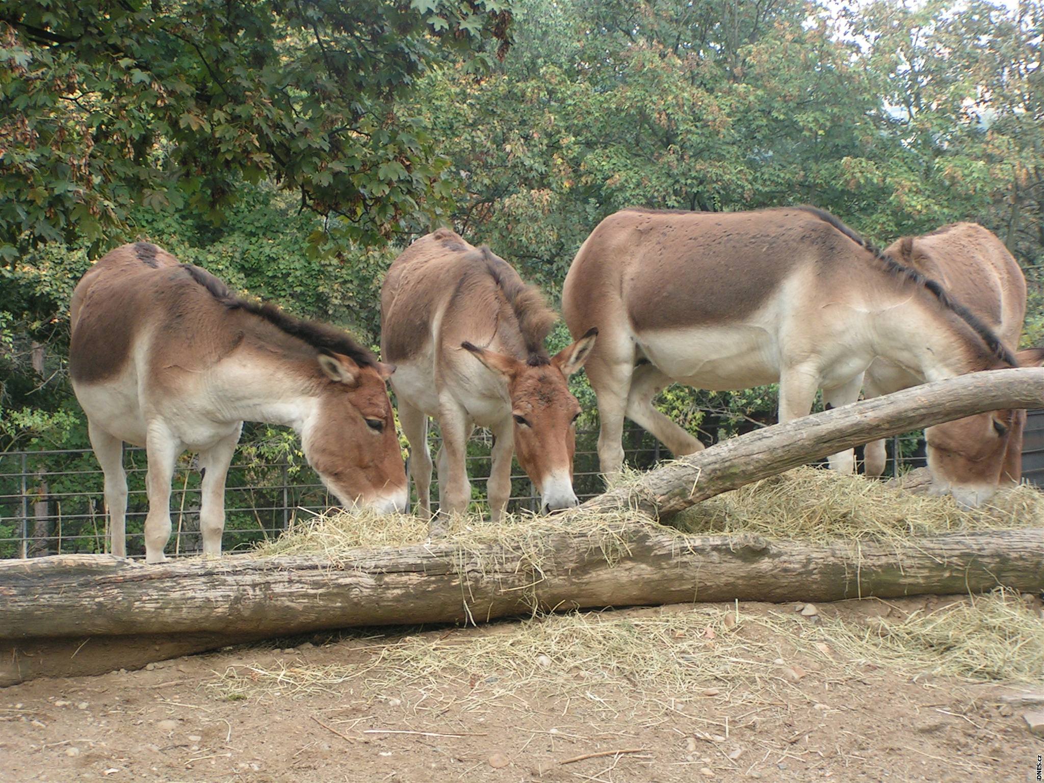 Zoologická zahrada v Praze vznikla pes 75 lety.