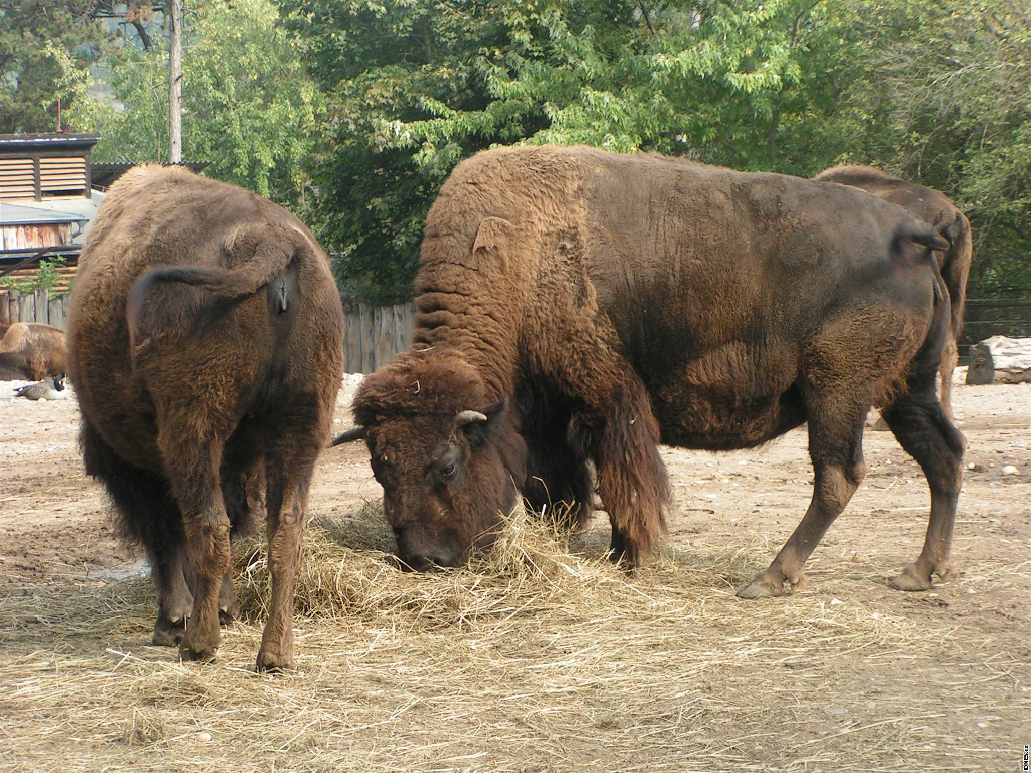 Zoologická zahrada v Praze vznikla pes 75 lety.