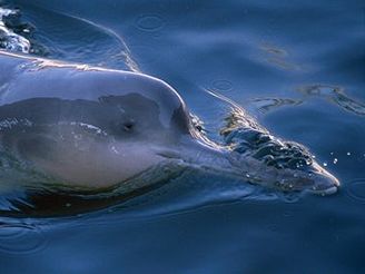 Delfínovec ínský, jeden z nejohroenjích savc planety