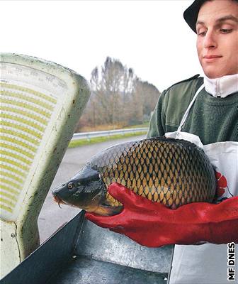 Ryby stojí stejn jako loni, kolem 70 korun