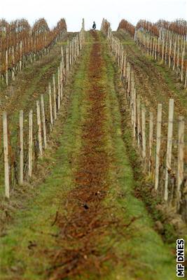 Mírná zima, vinohrady na jiní Morav