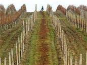 Mírná zima, vinohrady na jiní Morav