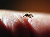 Malárie patí k nemocem, které na svt kadoron zabíjejí nejvíce lidí. Ilustraní foto