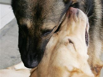 Labradorka Agata je vycvien na hledn drog