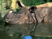 Nosoroc indických ije v pírod u jen 2400.