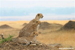 Gepard rodinka