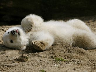 Ledn medvdek Knut v berlnsk zoo