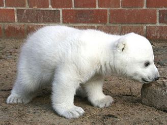 Knut, Berlnsk medvd