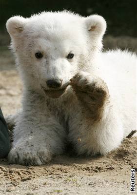 Lední medvídek Knut v berlínské zoo