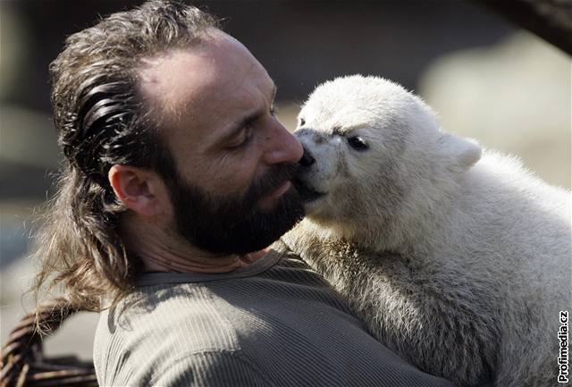 Knut za rok poádn vyrostl. Váí u 110 kilogram.