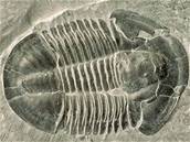 O jinecké trilobity se zajímají také paleontologové - amatéi. Ilustraní foto