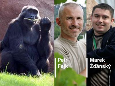 On-line rozhovor o gorilím porodu v praské zoo