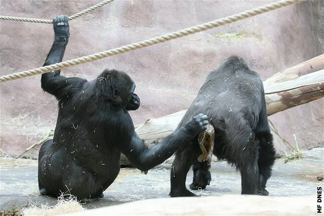Kamba, nejstarí gorilí samice v praské zoo, skonila po nezdaeném porodu v péi oetovatel.