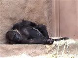 Gorila Kamba pi porodu