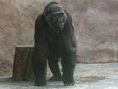 Gorila v pírod, která pijde o mlád, obvykle ihned znovu zabezne - a snad se to podaí i ptaticetileté Kamb.