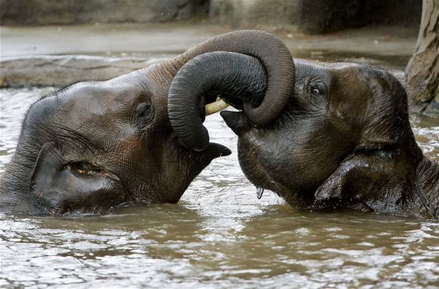 Sloni indití v zoologické zahrad v Sydney