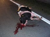 K nejvánjím nehodám prodloueného víkendu patil stet stáda krav s auty na dálnici D1.