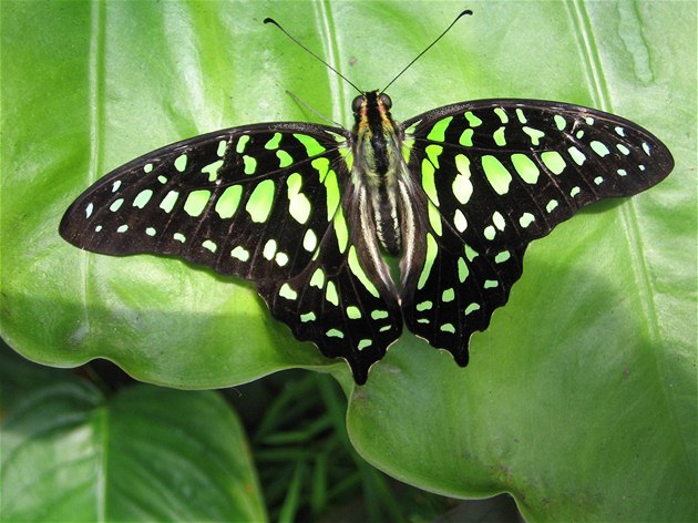 V praské botanické zahrad se líhnou exotití motýli