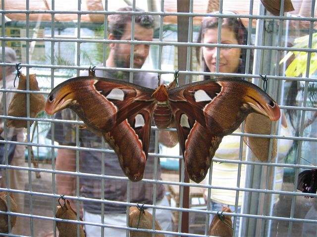 Obí motýli Attacus Atlas se vylíhli v praské Botanické zahrad.