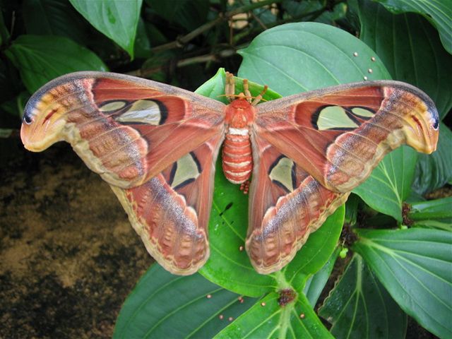 V praské botanické zahrad se vylíhli obí motýli Attacus Atlas