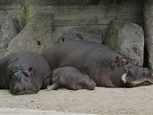 Tlustokoci jsou podle przkumu nejoblíbenjí zvíata zoo.