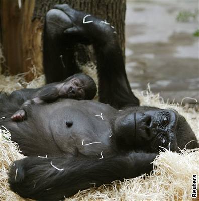 Gorilí mlád samice Kijivu