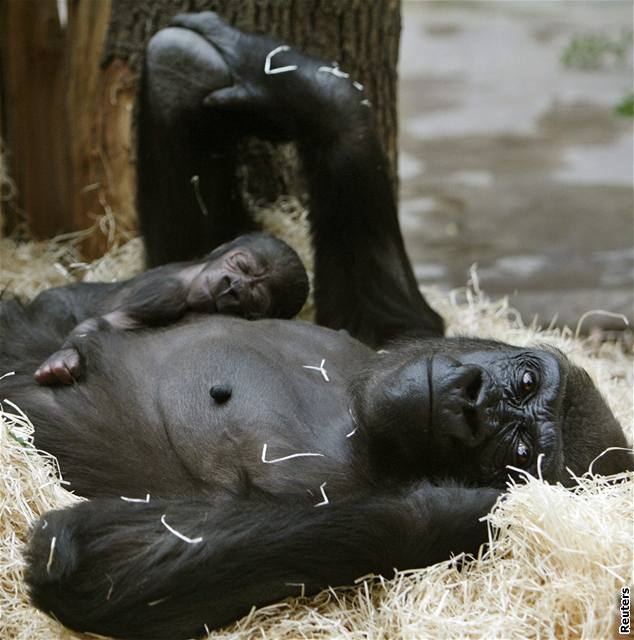 Gorilí mlád Tatu s matkou Kijivu