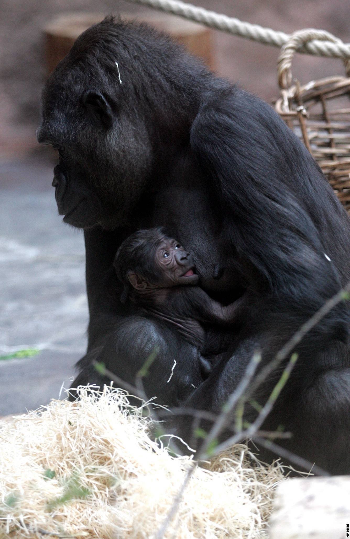 Gorilí mlád Tatu s matkou Kijivu