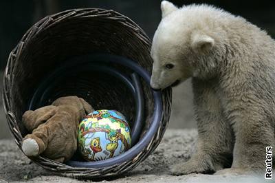 Knut slavil pl roku v berlínské zoo a dostal koík s dáreky
