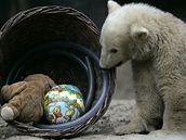 Knut slavil pl roku v berlínské zoo a dostal koík s dáreky