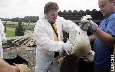 Veterinái mají dnes v Tisové zabít na tisíc kus drbee.