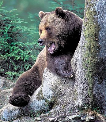 Medvd hndý