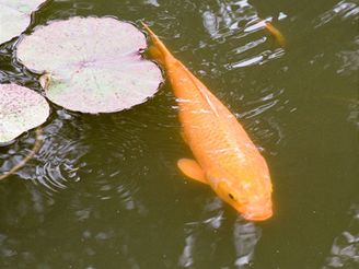 éfkucha Wang pipravil kapra se sladkokyselou omákou. Ilustraní foto