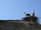 Chorvatsko, Lonjsko Polje