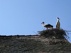 Chorvatsko, Lonjsko Polje