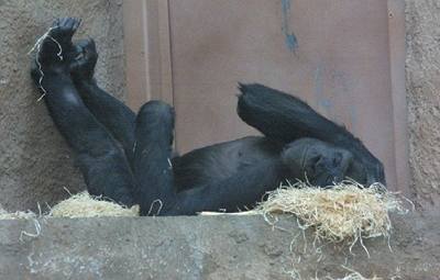 Nemocná gorilí samice Kijivu.