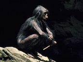 Vdci své závry odvozují z vlastností fosilních zub nkolika hominid a prvních neandertálc. Ilustraní foto