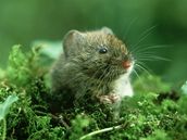 Samiky geneticky upravených myí mohou rodit a do dvou let. Ilustraní foto