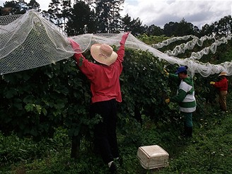 Nov Zland, na vinici