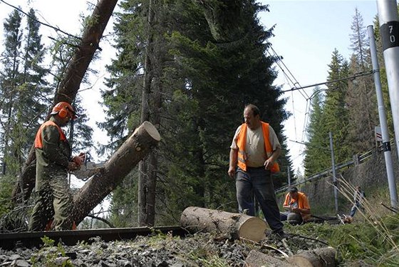 Pi kácení stromu spadl na 51letého mue na Vsetínsku strom a ván jej zranil. Ilustraní foto