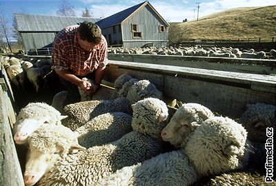 Nový Zéland, na oví farm