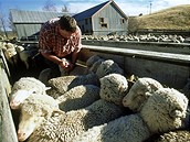 Nový Zéland, na oví farm