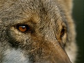 Na jiní Moravu se moná zatoulal vlk. Ilustraní foto