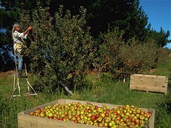 Nov Zland, sklize jablek