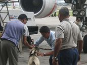 Pracovníci aerolinek se pipravují na rituální zabití kozy.