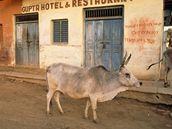V Indii mají krávy na rích ustláno. Sousední Bangladé je ale nehýká