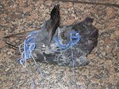 Podle policie se holub zejm zamotal sám a následn uhynul.