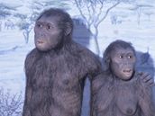 Australopithecus, pedek lovka s opiími rysy.